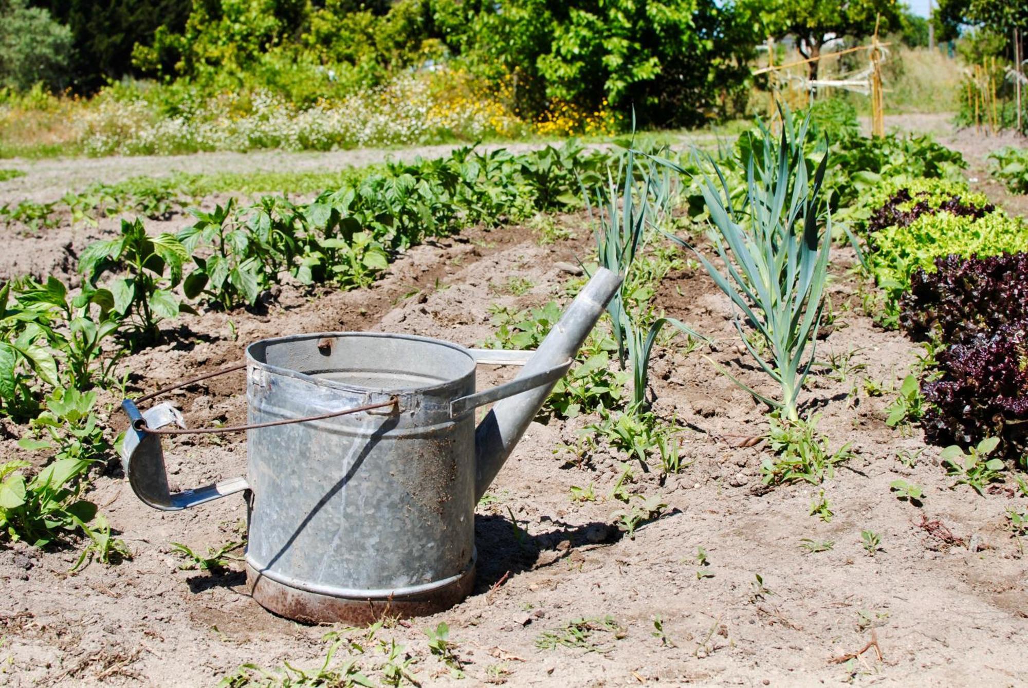 Chitaka'S Organic Farmhouse In Ribatejo Santo Estevao  Dış mekan fotoğraf